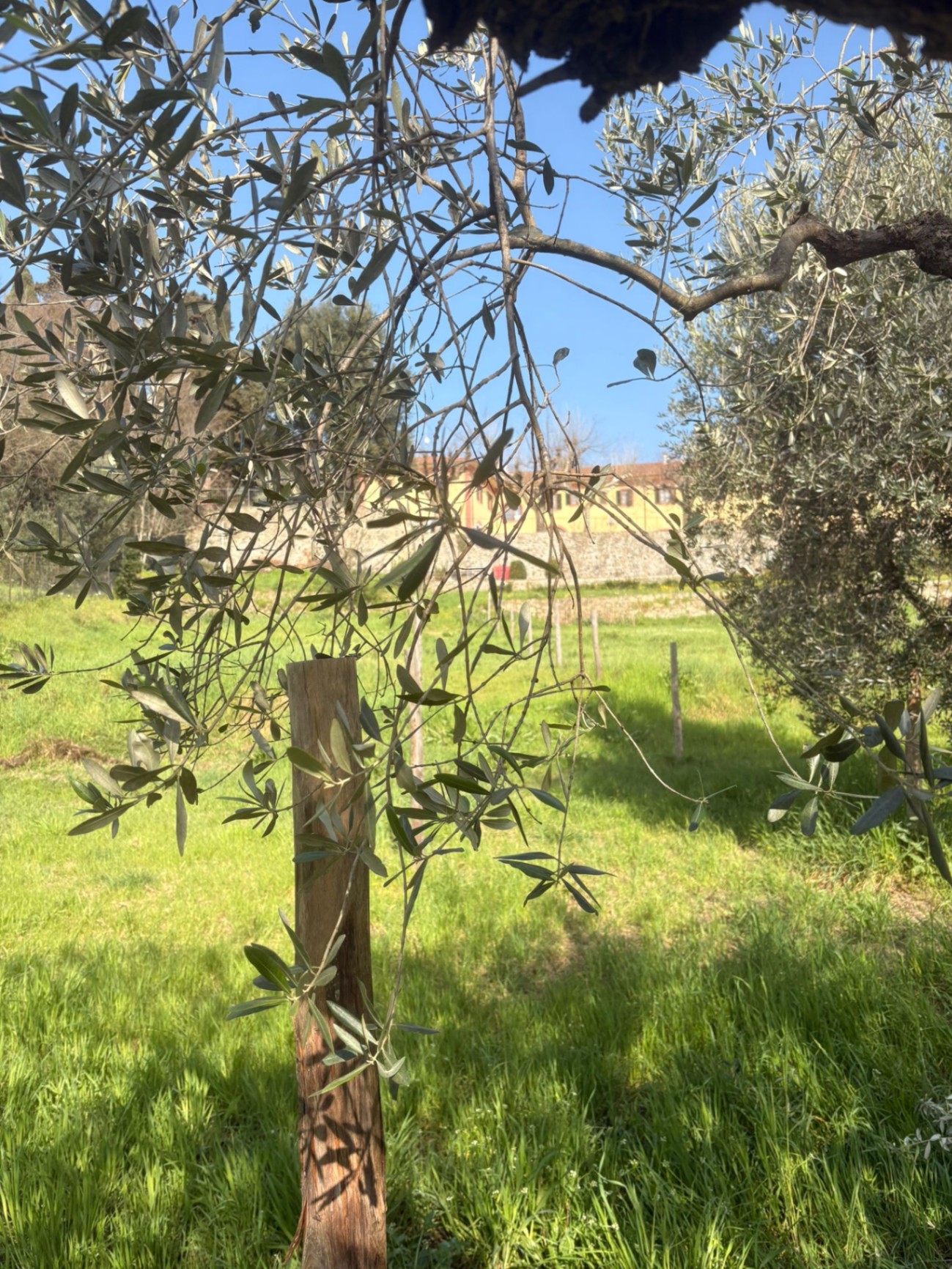 Dettaglio di un ramo d'ulivo