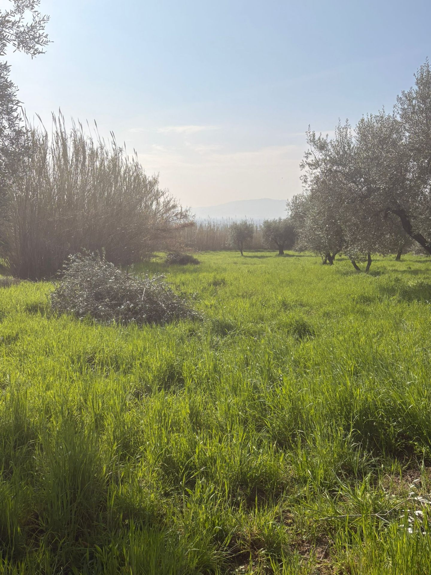 Luce tra gli ulivi