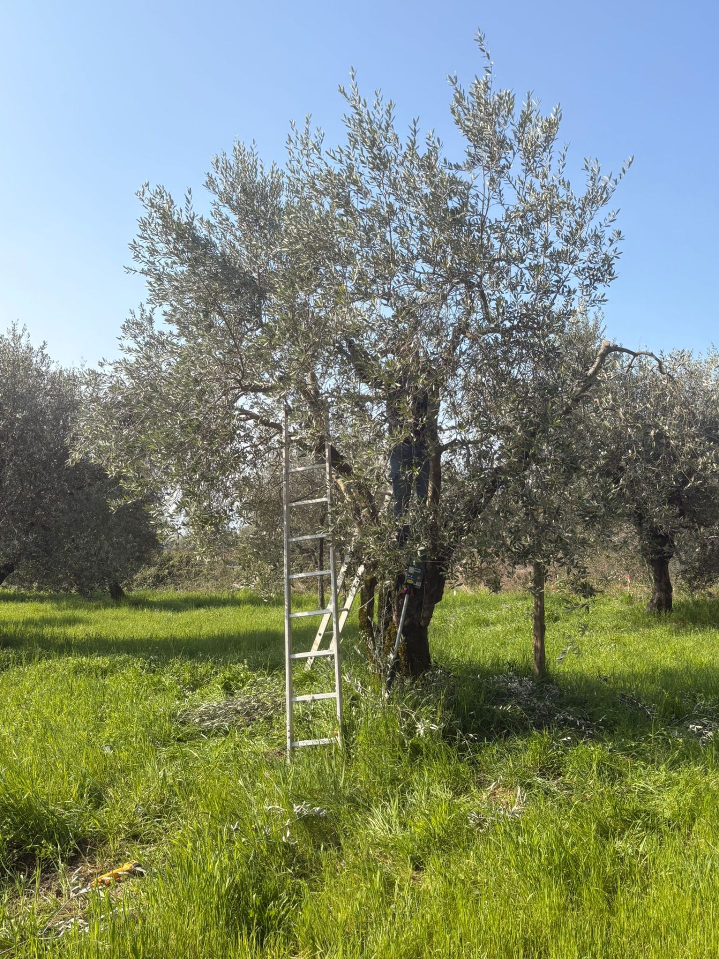 Uliveto secolare della Fattoria degli Imbarcati